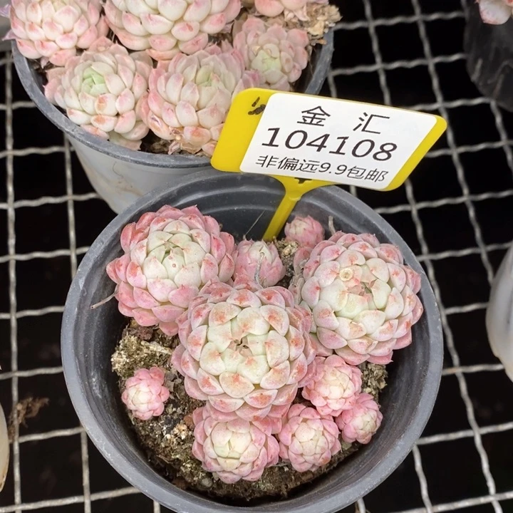 啊****?福利多多。104108