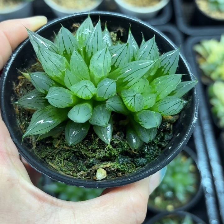 多头母本西亚基多肉植物