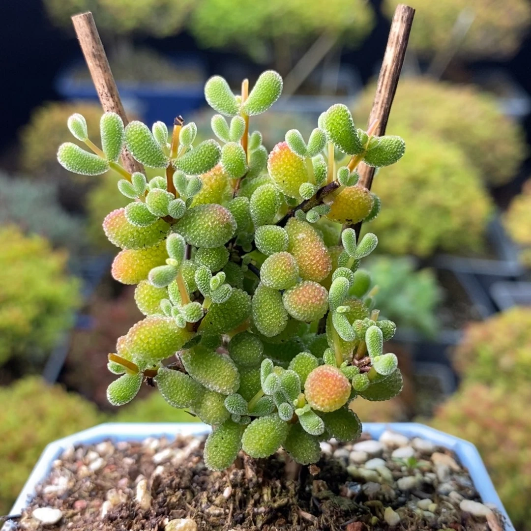 美****0866翡翠 。