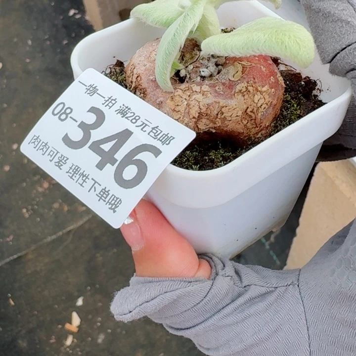 断崖女王多肉植物多肉植物多肉植物