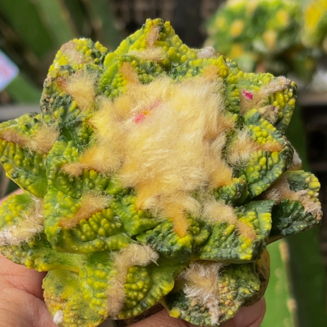 无花朵福利散班花锦大尤勾尤龟甲牡丹锦721