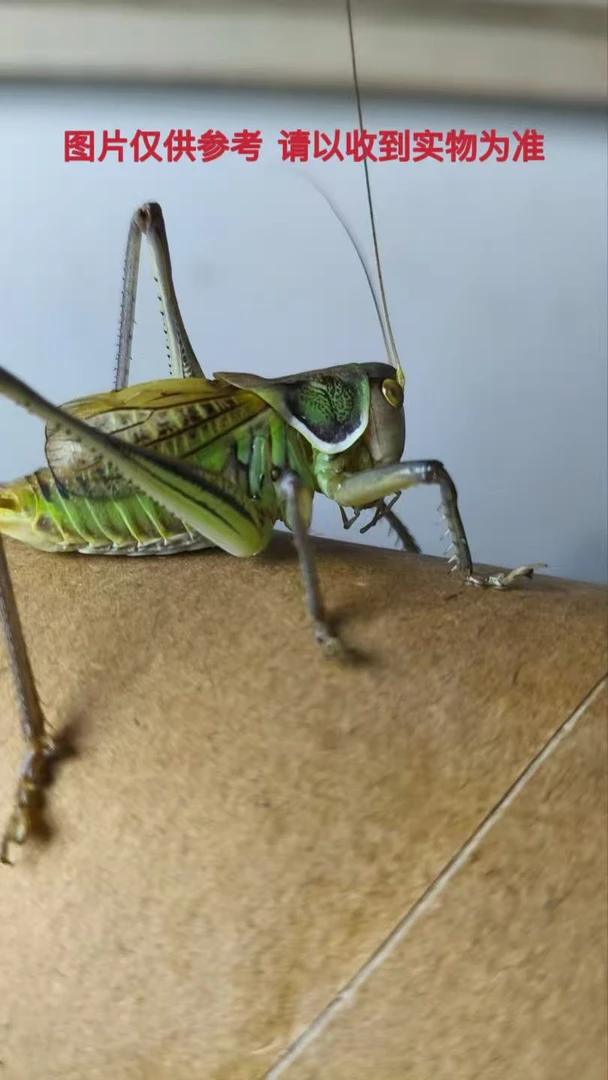 山青蝈蝈京东包邮 包活【偏远地区除外】