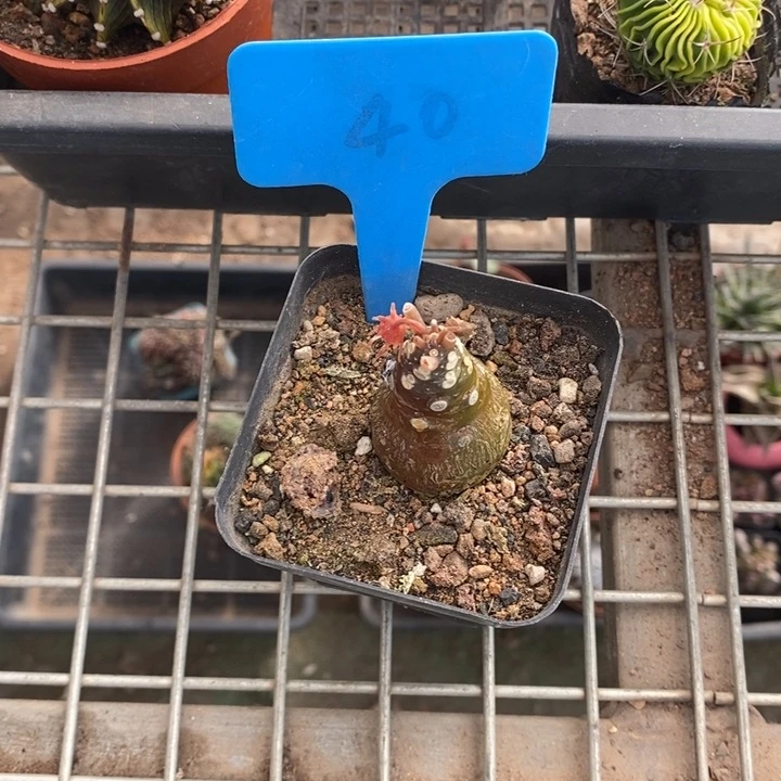 ?****༺伯克利和格蕾纳等著名音乐