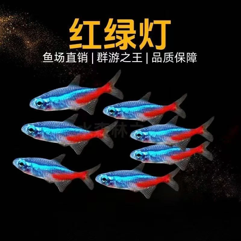 红绿灯小型灯鱼热带观赏鱼淡水鱼群游活体可草缸混养