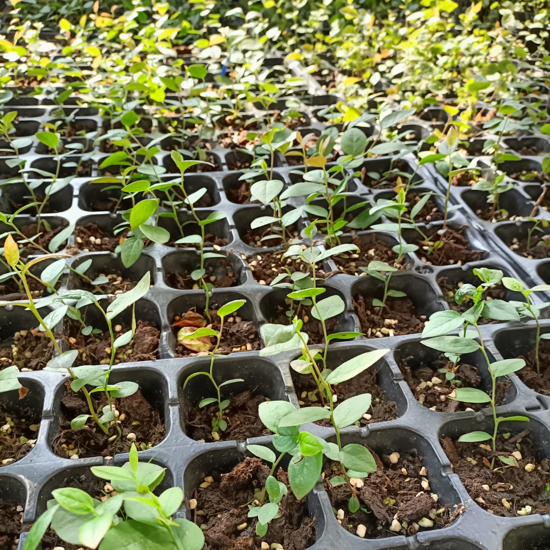 苔藓苗L-29F-6花香25组培苗苔藓苗南高丛绿植