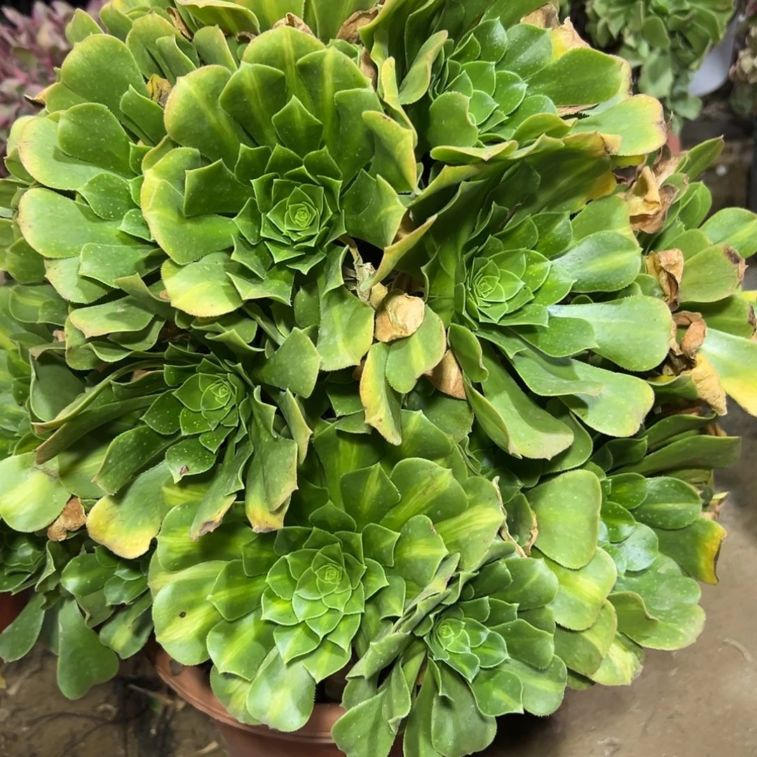 多肉植物翡翠法师377