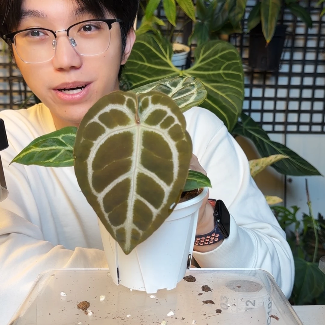 完全开放C96  紫铜杂阿波罗