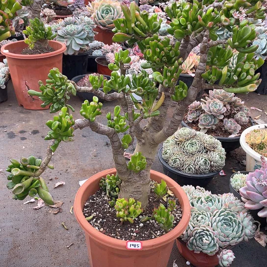 1085吸财树一物一拍多肉