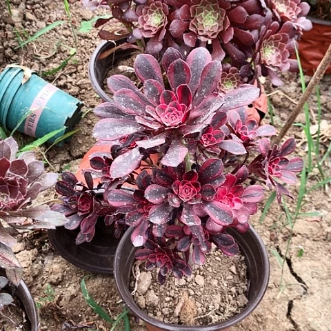 香娜玫瑰玫瑰玫瑰玫瑰