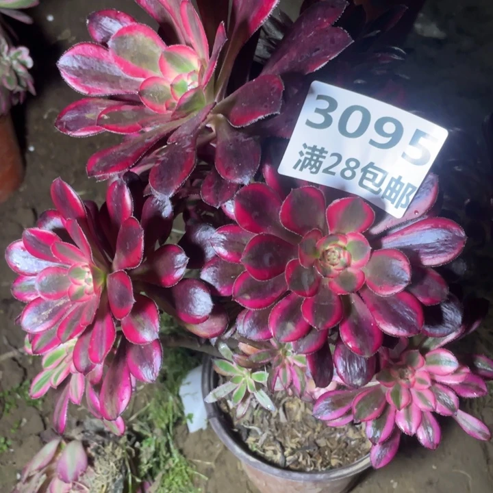 3095香奈尔母本一号棚