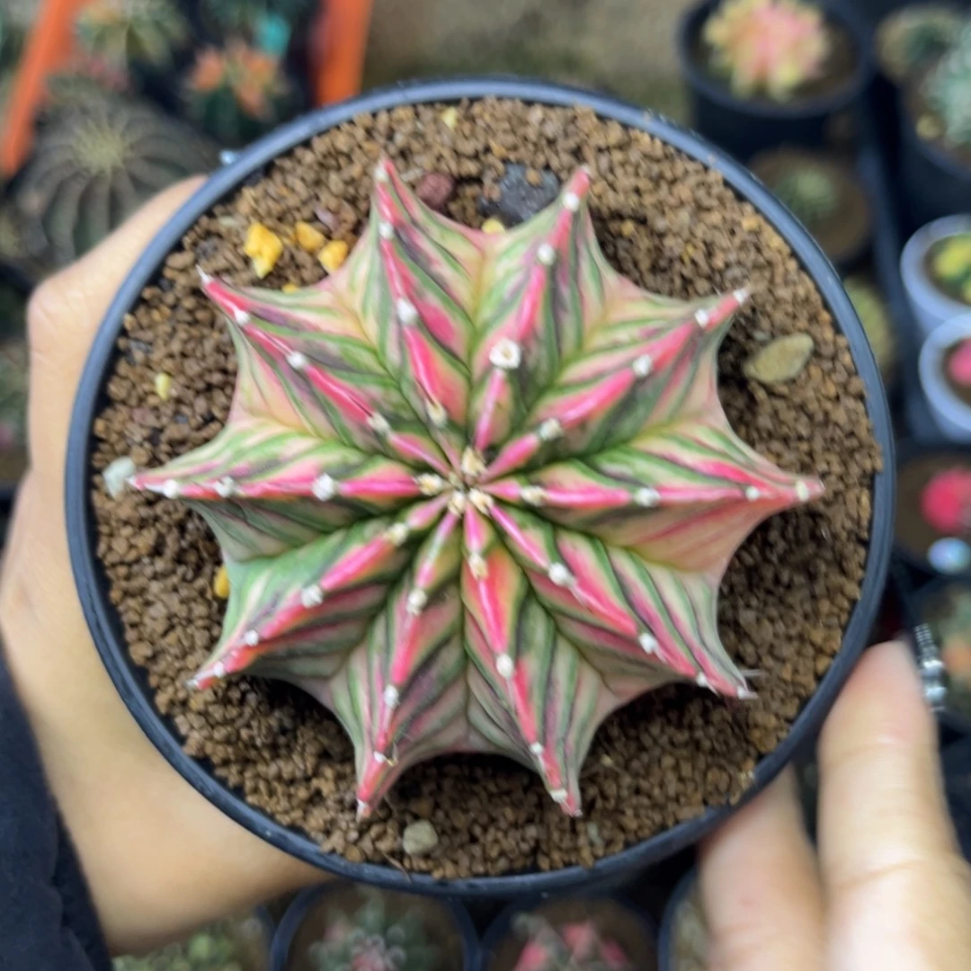 泰系肋骨锦 带盆土发货