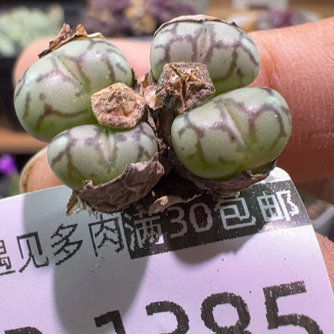 多肉植物1111111111111