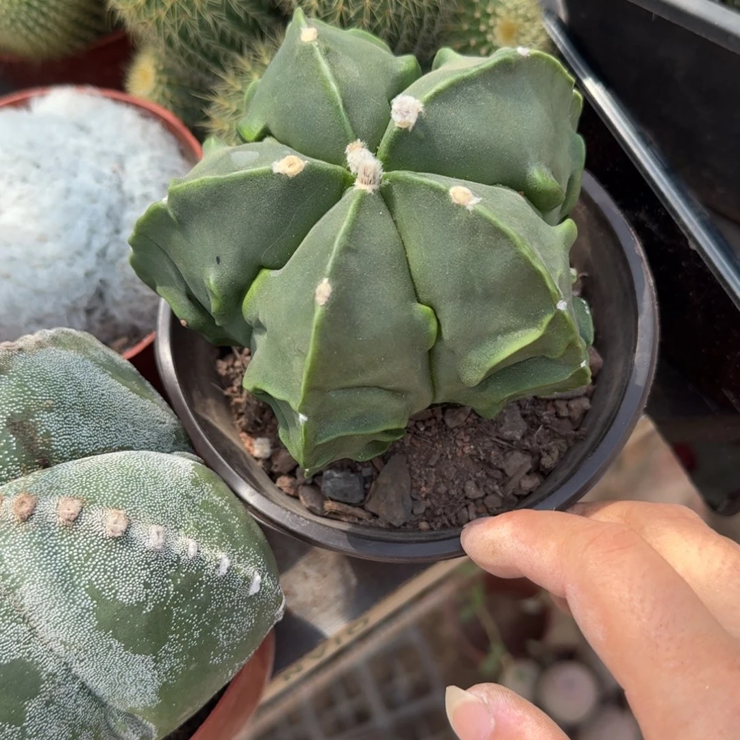 清***荷可口可乐了可口可乐