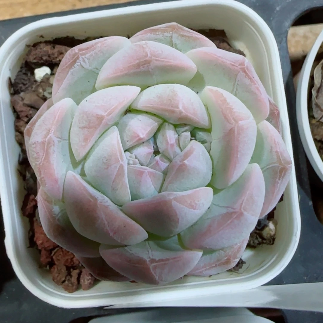 花语逸镜0327-455