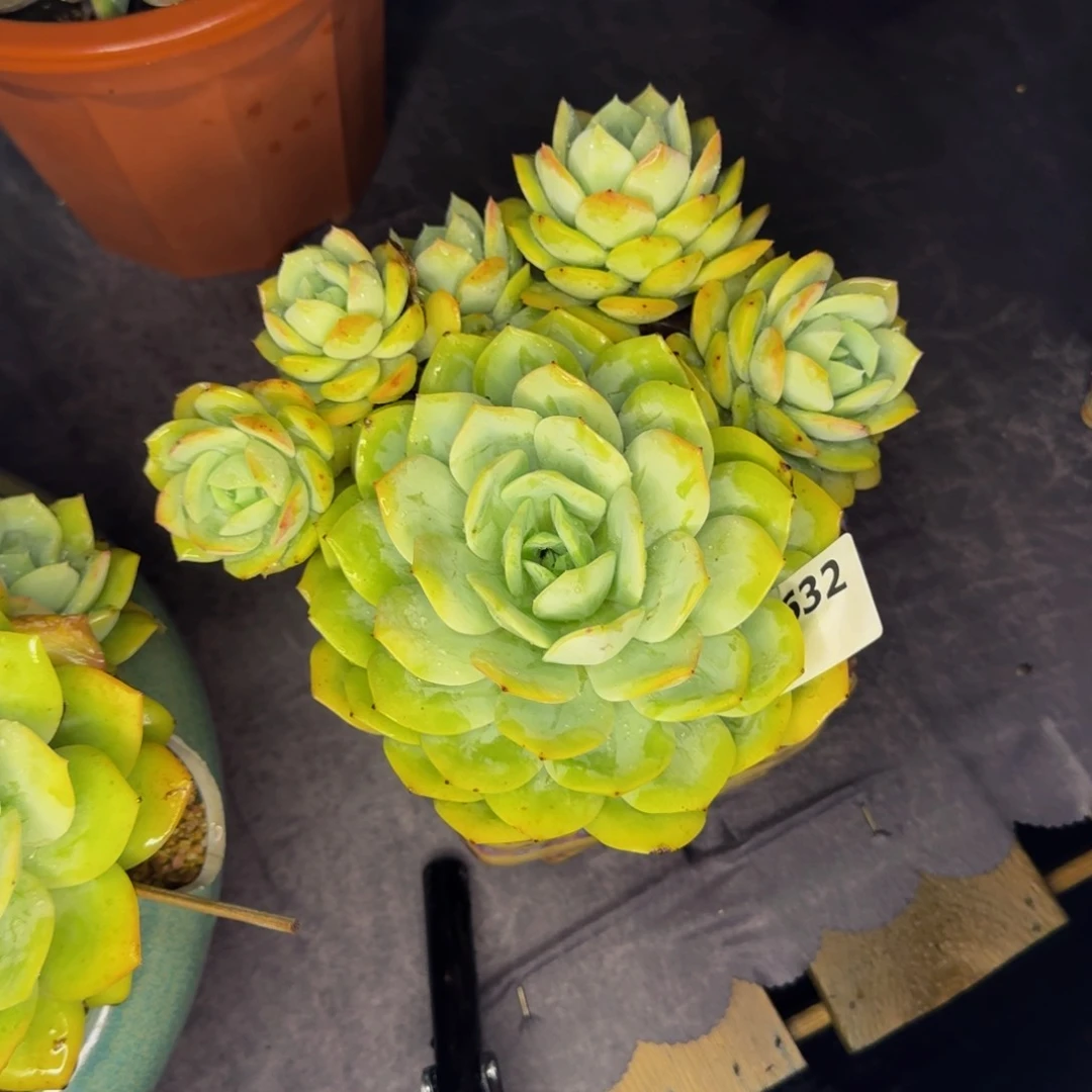 632恋曲肉肉肉肉肉