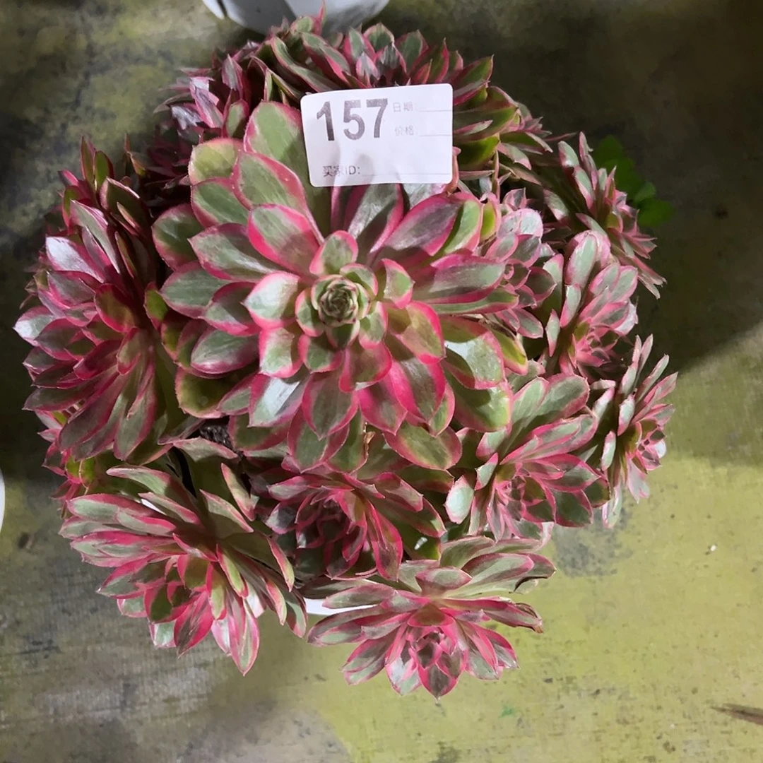 157云和多肉法师植物