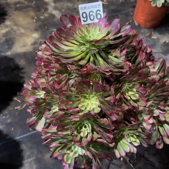 绿体铜壶9660000000