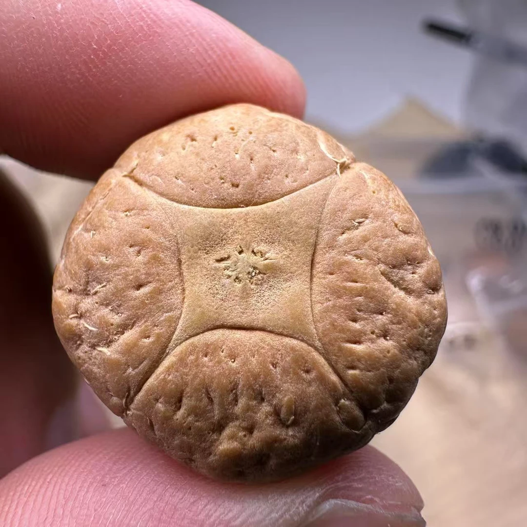 尼泊尔麒麟眼菩提，尺寸25，厚度16，s系列