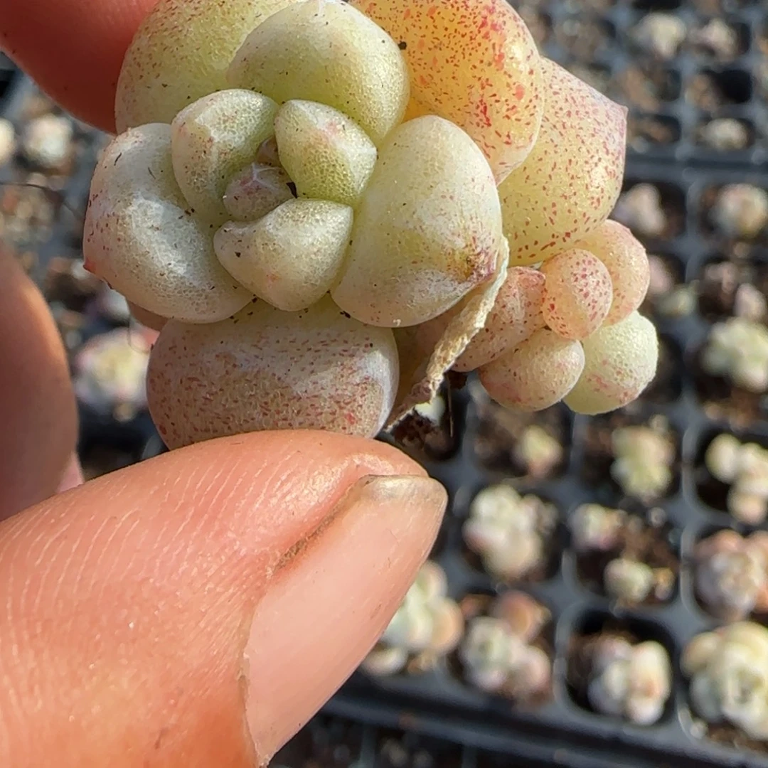 王***振多肉小卡拉米糖心一物一拍