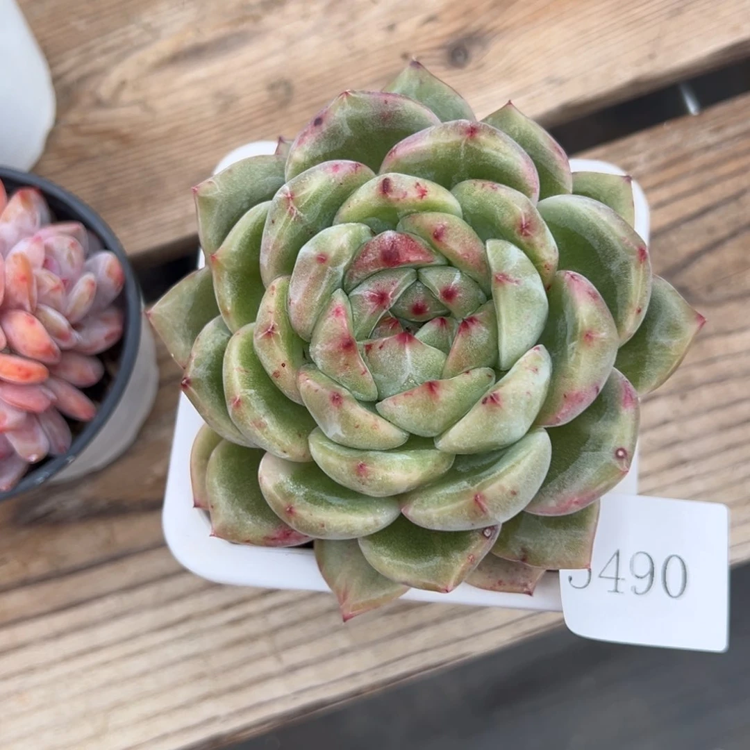 九***字5490肉肉肉肉肉肉肉肉肉