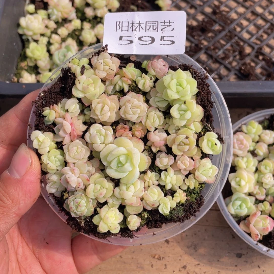 多肉植物多肉植物595