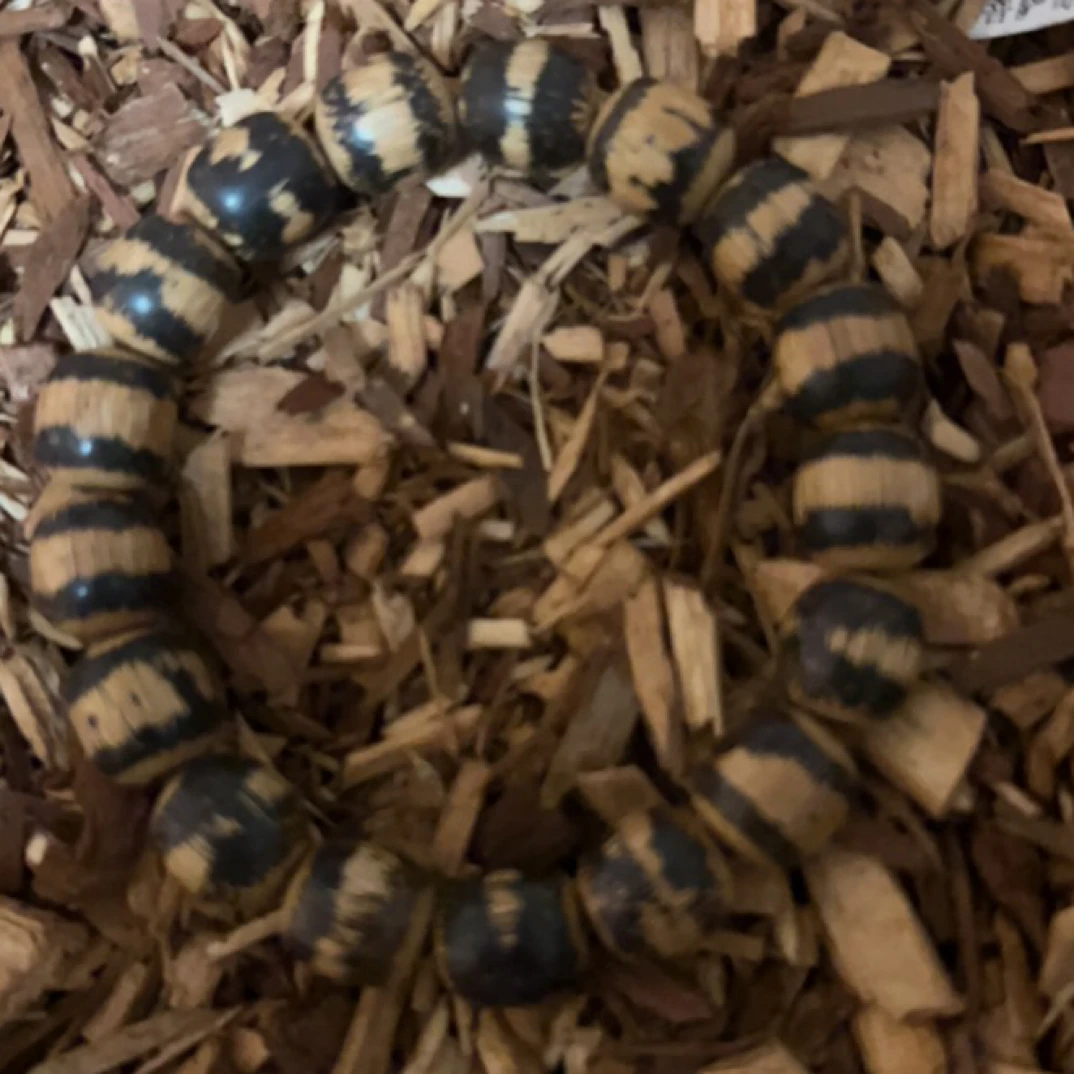 沉香20 福来精选高端文玩12mm