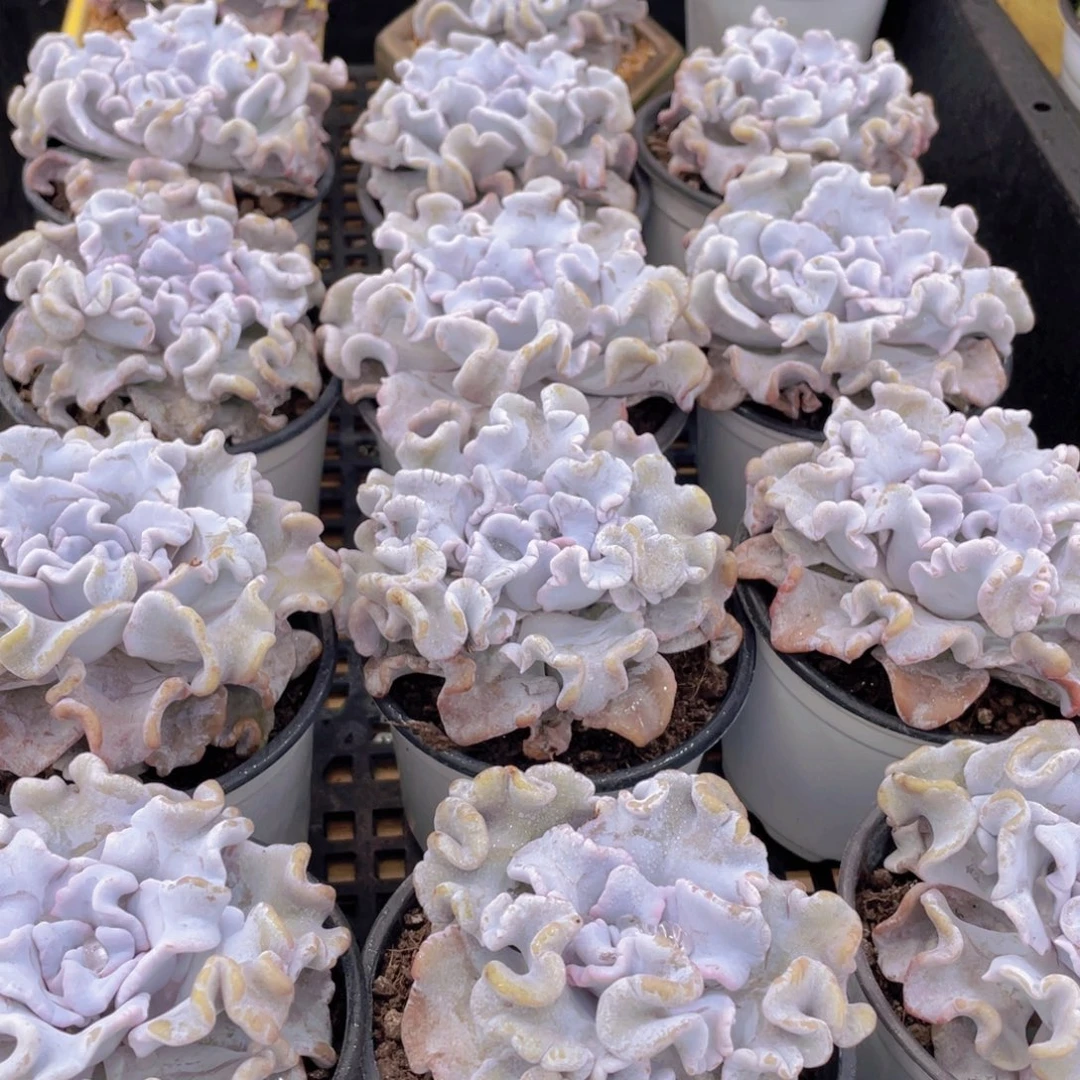 量拍50号 芭蕾舞者白饺子皮大单头一个