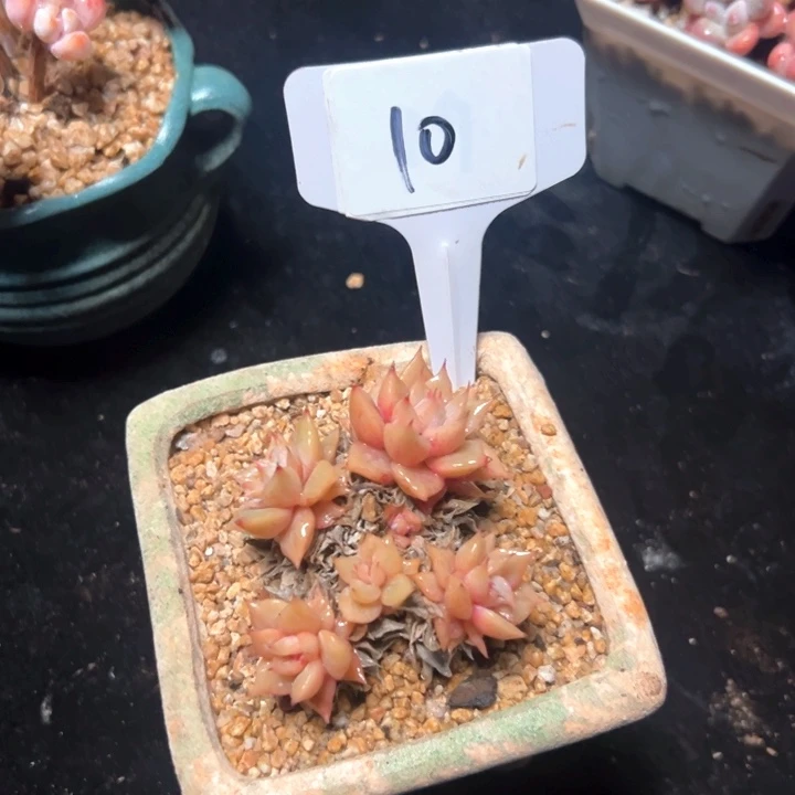 10号韩系石化。