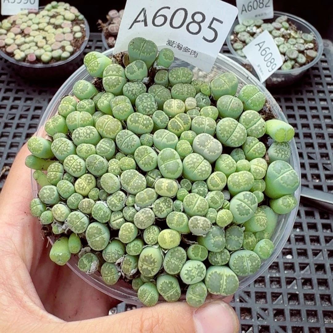 6085—生石花 生石花