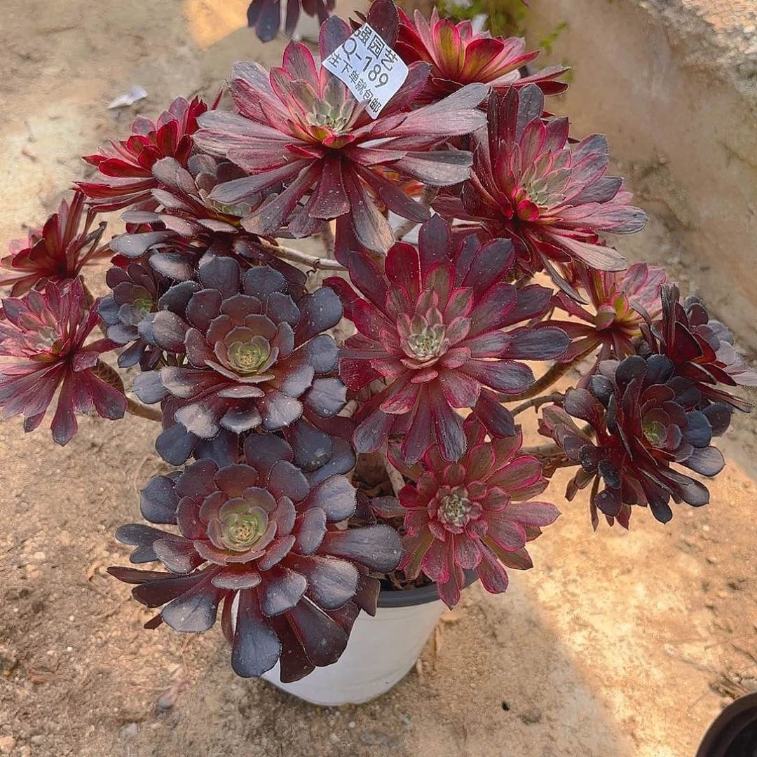 紫霞仙子多肉植老庄189