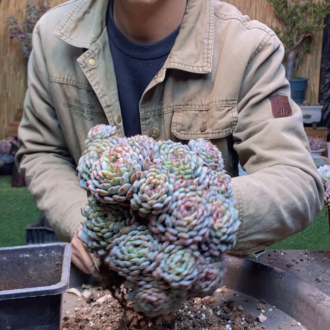 小*北503 号白胖子多肉