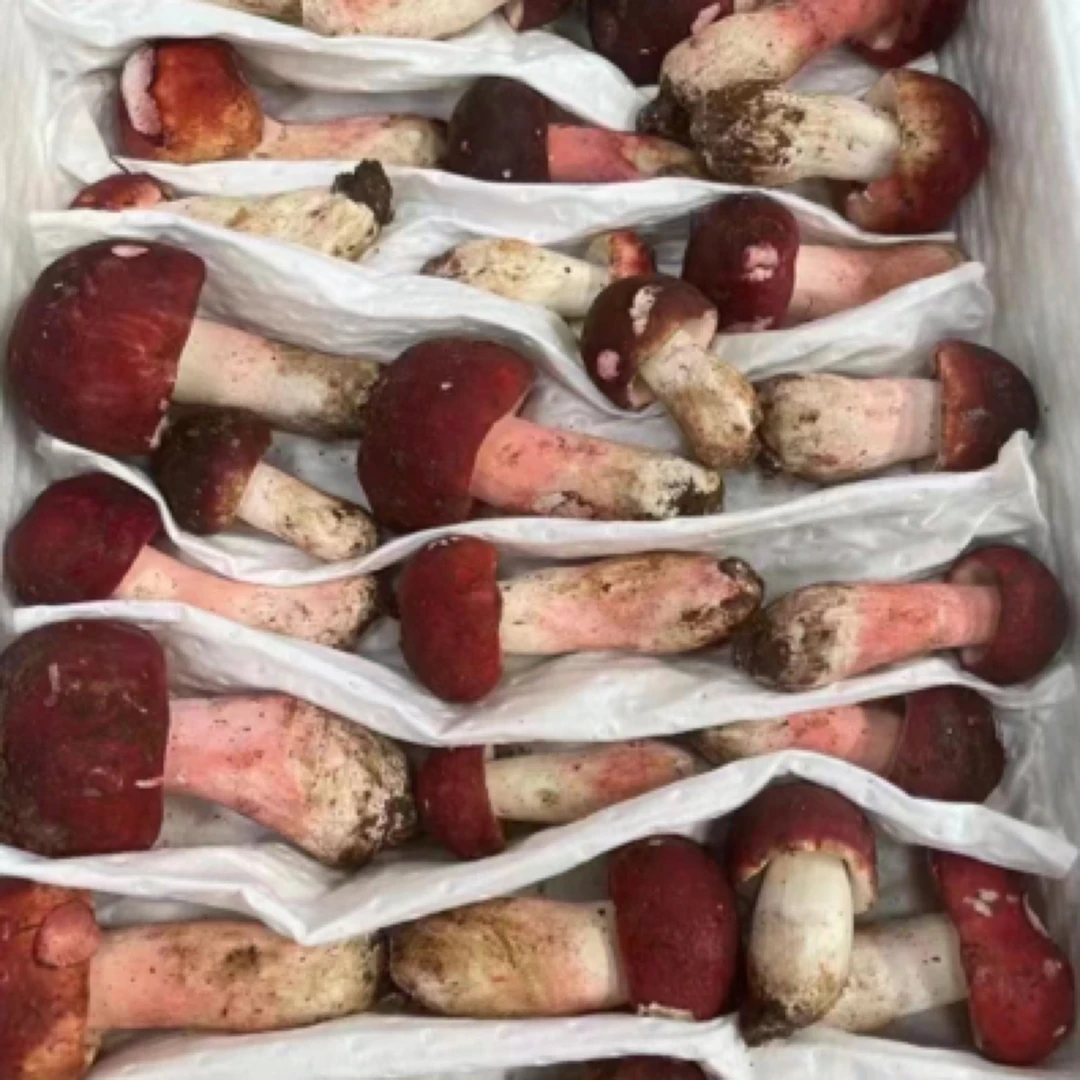 云南新鲜红菇云南大红菌煲汤美味营养滋补月子菇