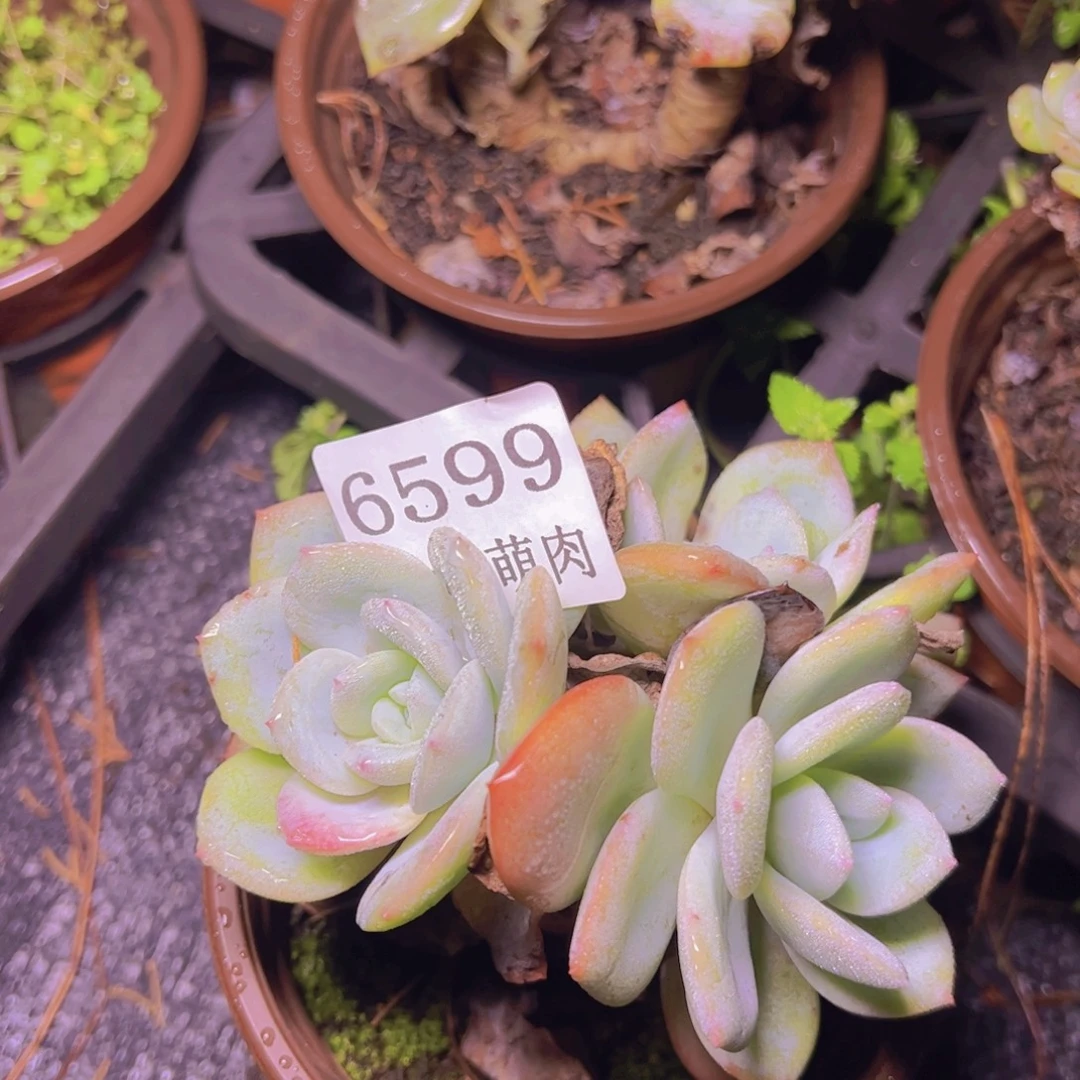 千***丝小凤城6599多肉植物
