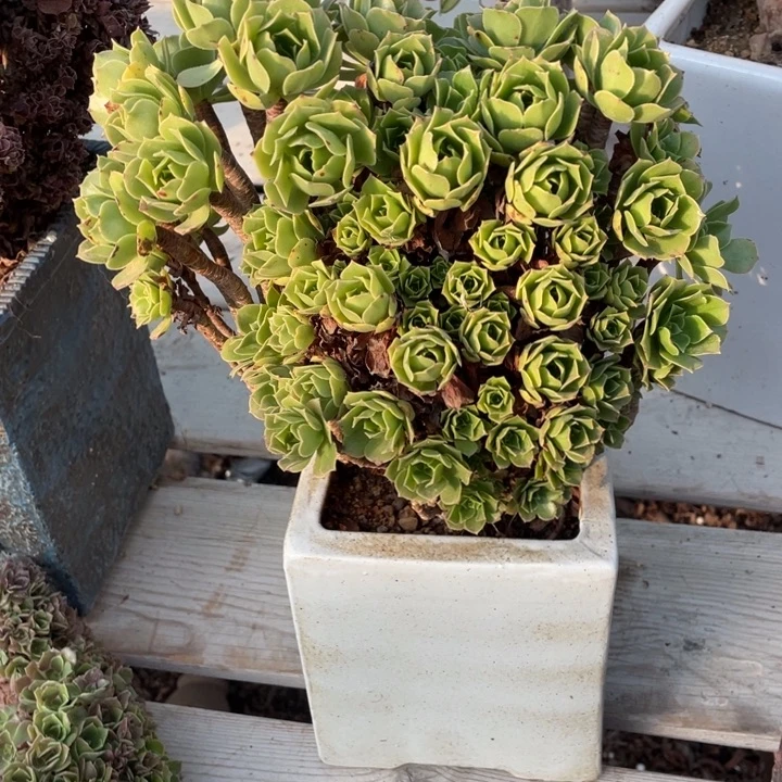 多肉都会让你们羡慕吧这不是