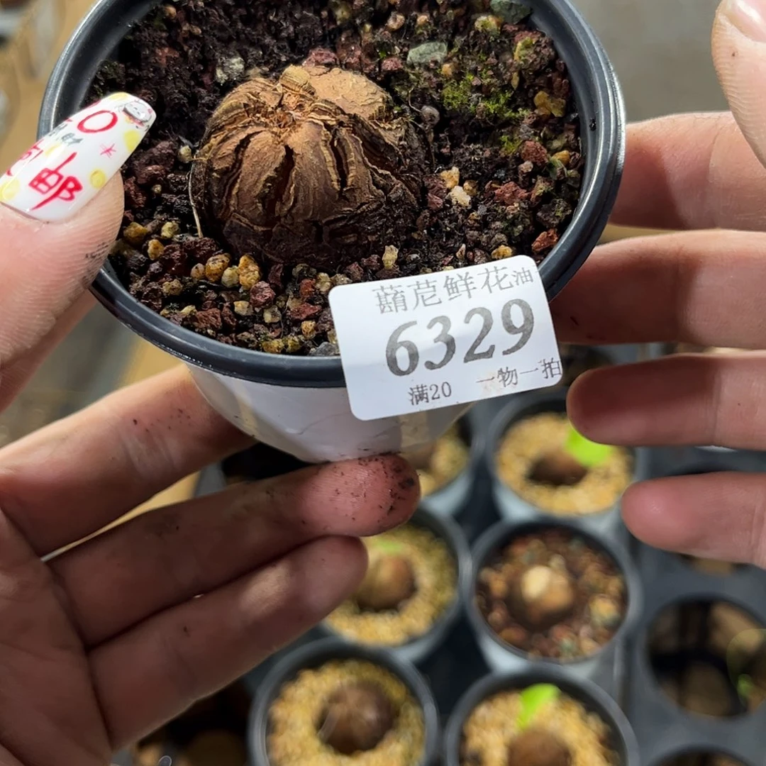 吃****子6329一物一拍单头发货