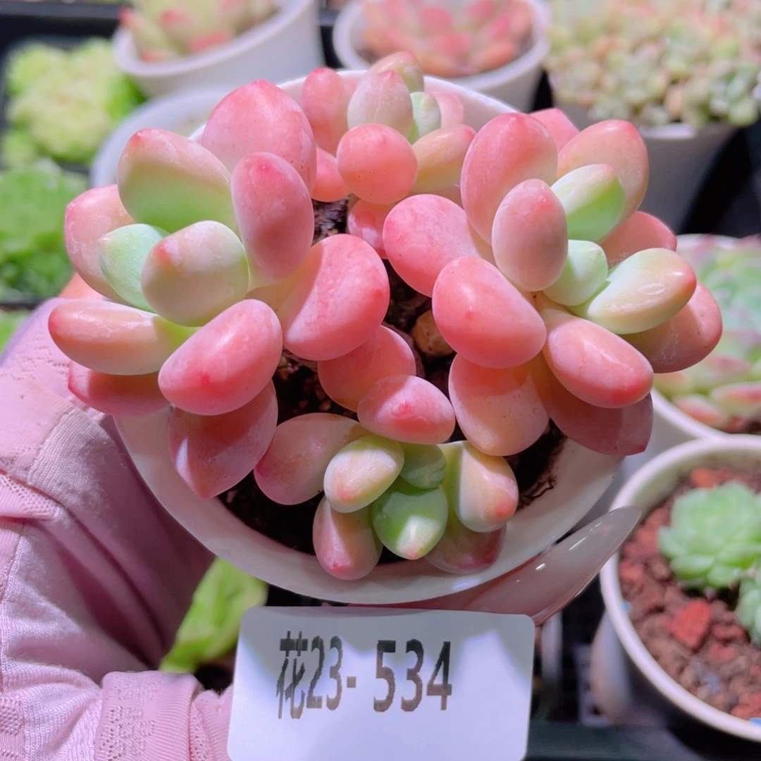 花利美23-534洛神