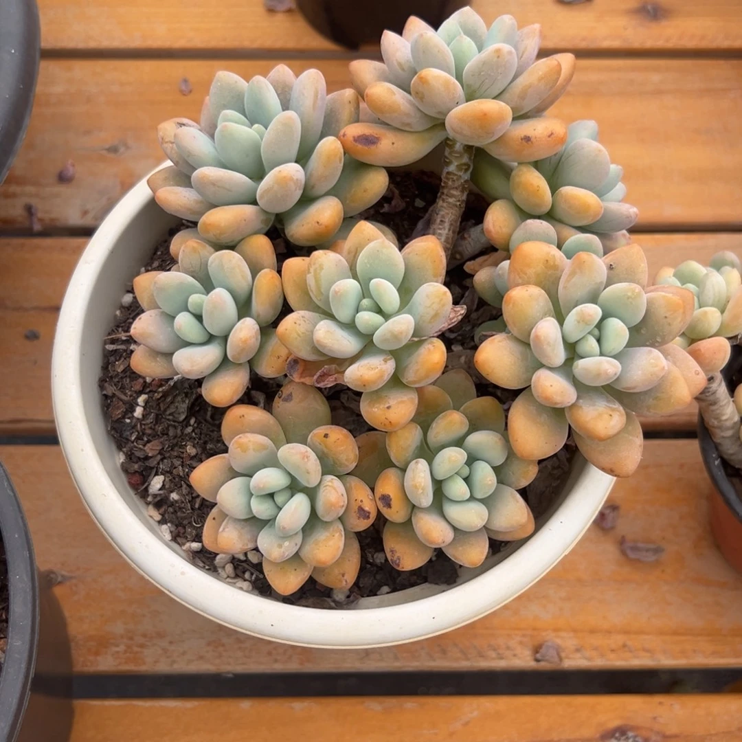 多肉植物多头香水