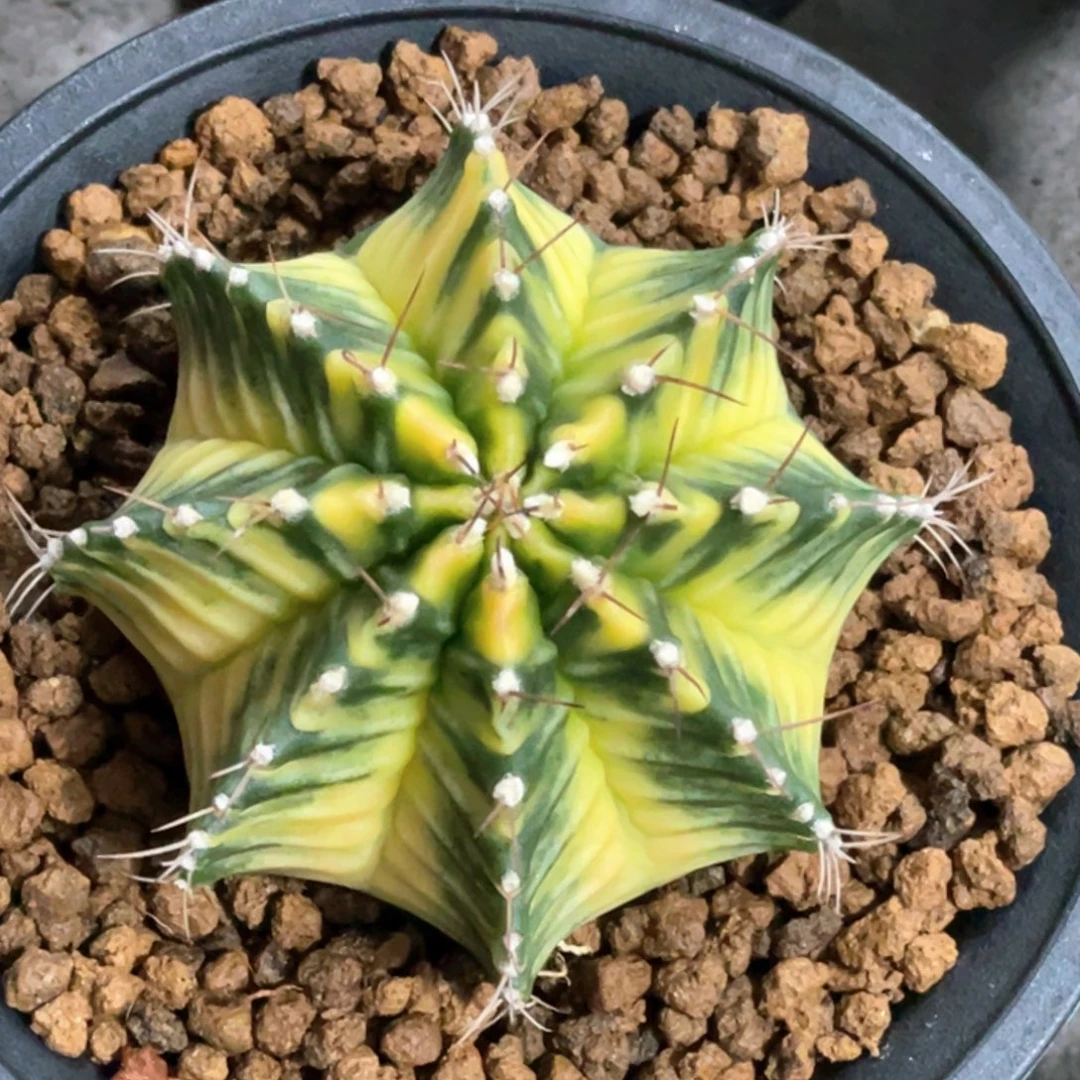 当前无花朵，栽培后可花朵大黄臀，虎斑规律V背锦