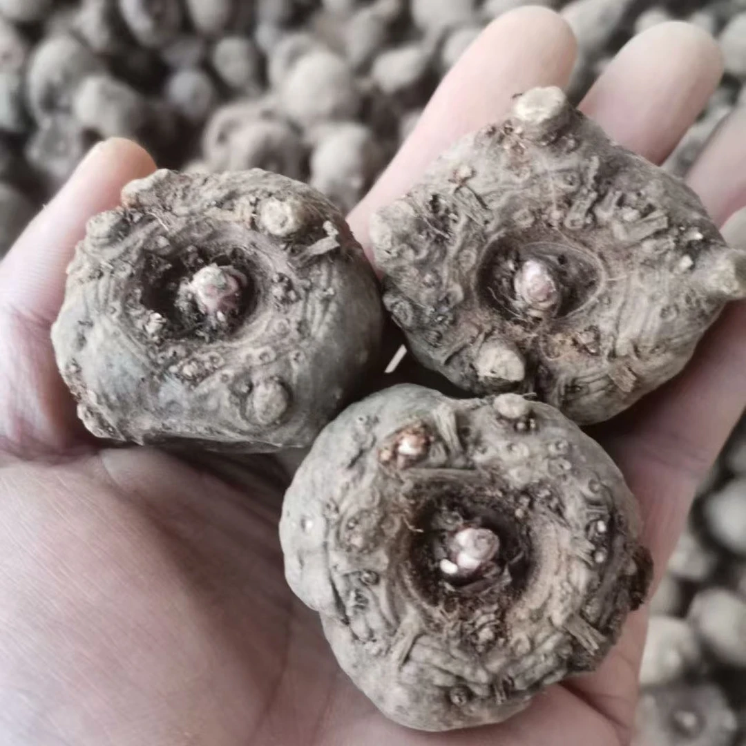 【一代种】云南高产花魔芋种脱水消毒成活率高