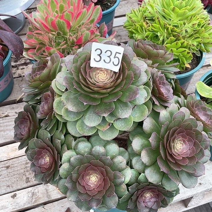 老桩335万圣节30cm