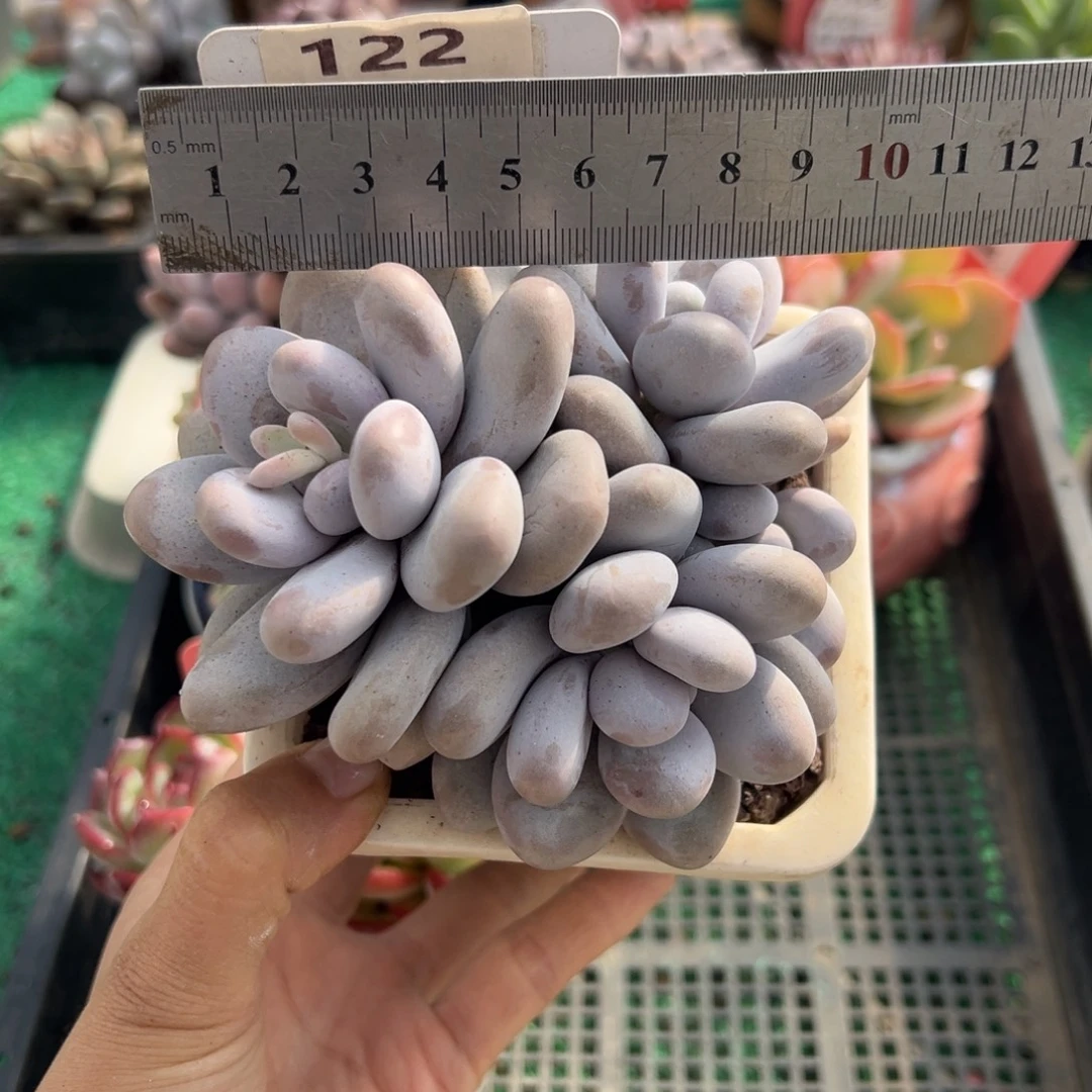 表妹精品多肉植物122.