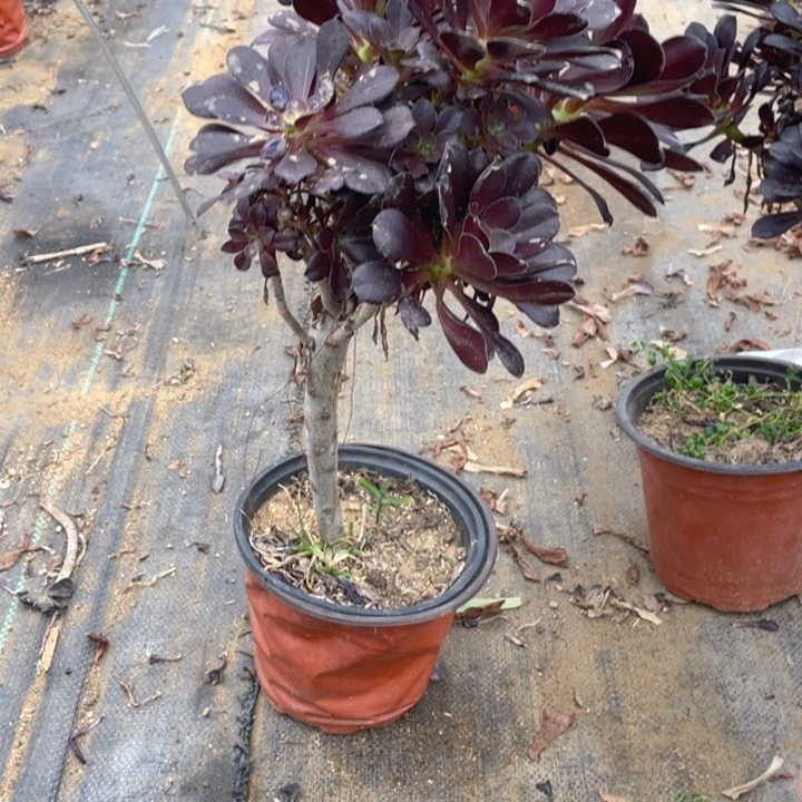 407黑有砍法师多肉断枝不售后