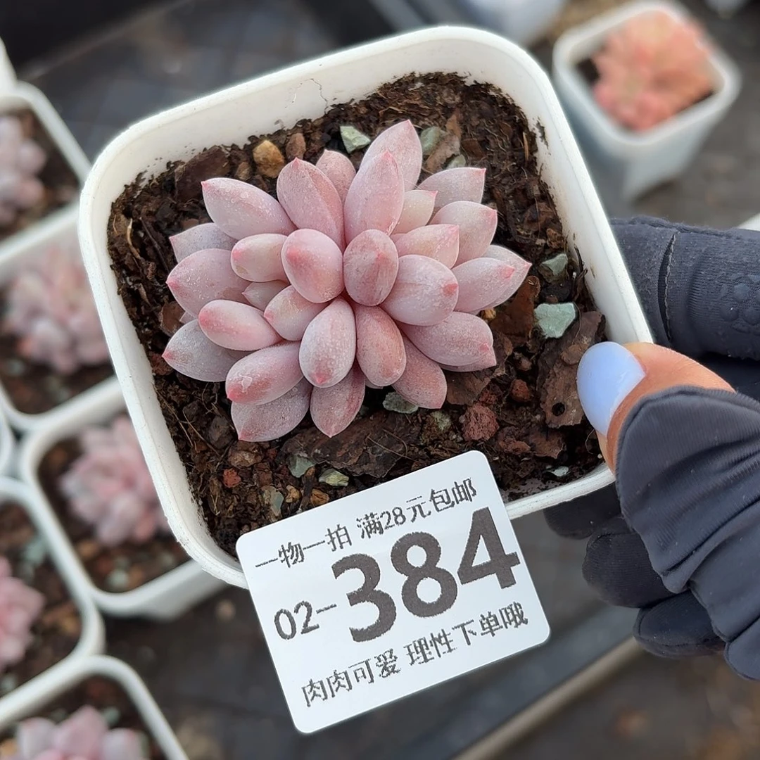 半夏无盆土发货无