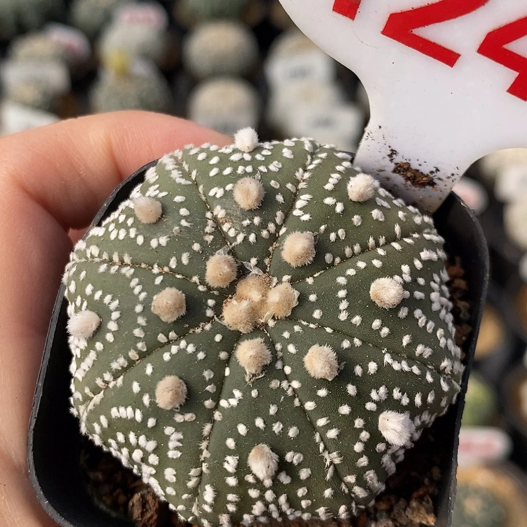 1244奇迹兜福利来啦