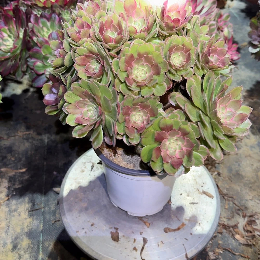 多肉植物莲花座577