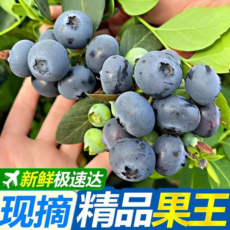 【L25精品果王/顺丰/京东】云南抚仙湖花香蓝莓脆甜花香现采现摘果