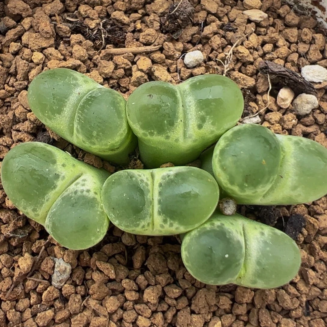 32多肉植物百科植物