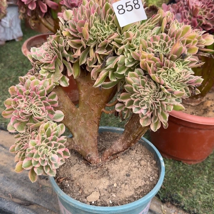 粉女巫法师锦缀化858