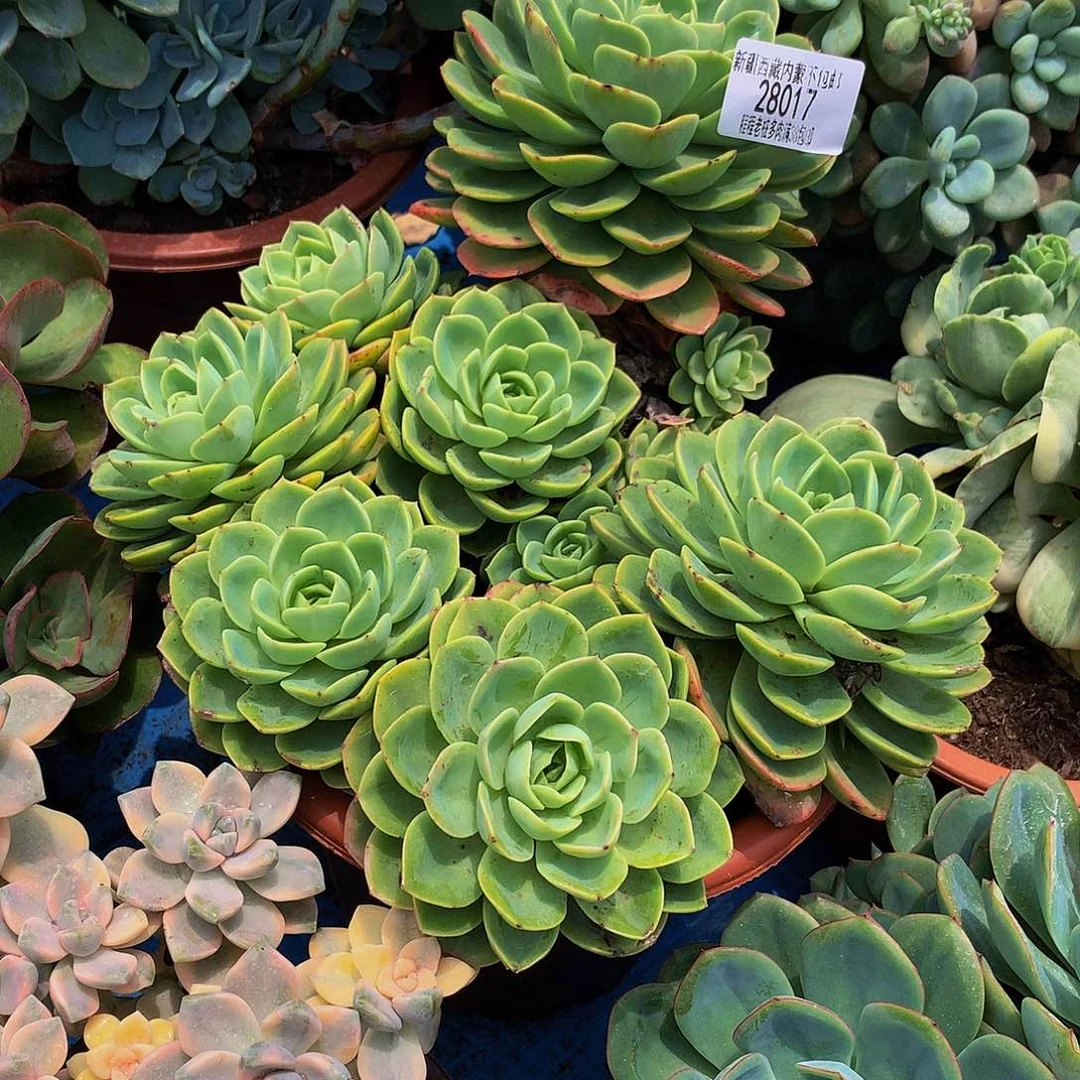 ****༂哈密瓜28017多肉鹅v哦肉