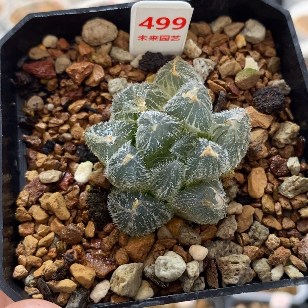 499毛玉露锦一物一图